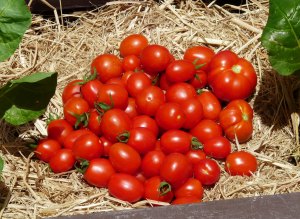 Tomato Season Finally Begins