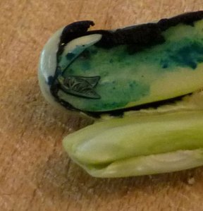 Embryonic Leaves Inside the Broad Bean Seed
