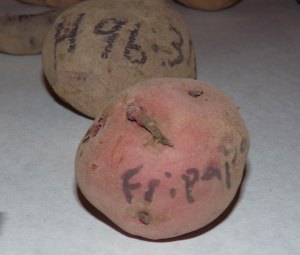 Fripapa and H98-316 Seed potatoes