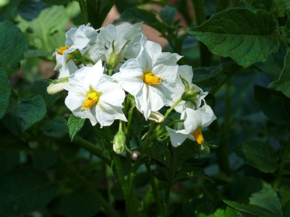 Potato Flowers